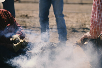 Western lifestyle culture with cowboys branding calf on ranch.