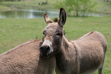 Naklejka na ściany i meble Pair of mini donkeys as farm friends in Texas spring field of green grass background.