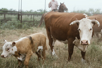 Hereford beef breed of cattle with cow and calf pair on Texas ranch, cowboy in background.