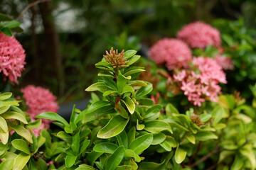 Ixora pink is about to bloom beautifully.