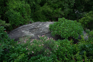 Mountain view with trees and rocks.