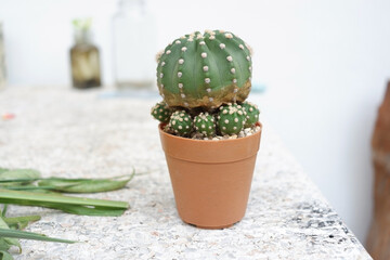 Prickly cactus in many pots.