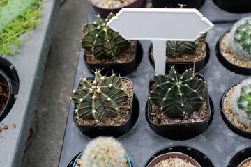 Prickly cactus in many pots.