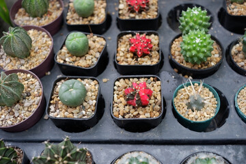 Prickly cactus in many pots.