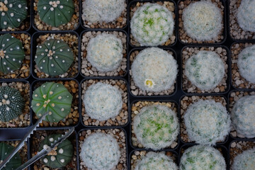 Prickly cactus in many pots.