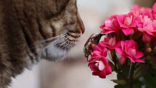 Cat sniffs a cockchafer on a flower, slow motion video
