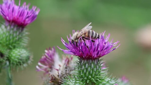 Bee on a thistle, Bee collecting nectar, slow motion
