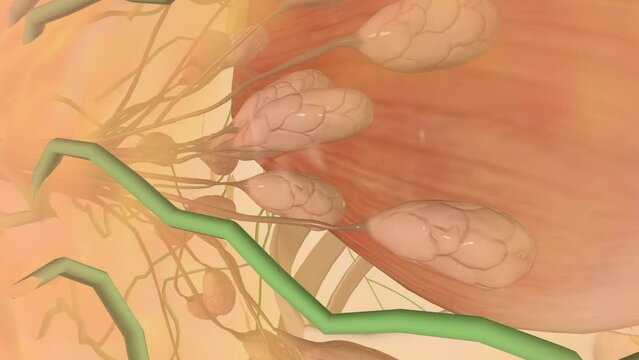 Breast Anatomy, Lactiferous sinus 3d