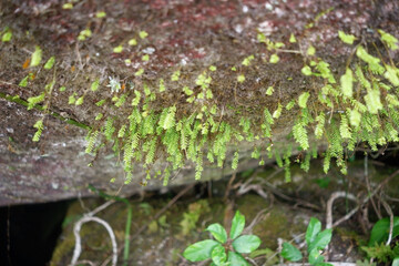 Small plants grow on damp rocks.