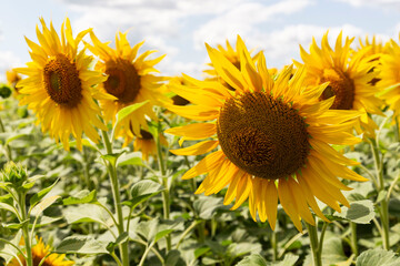 sunflower field in the summer