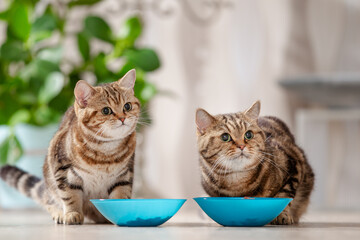 Katze frisst Futter aus Futternapf, Katzenfutter