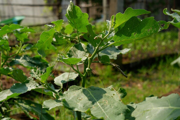 Eggplant tree and leaves growing.