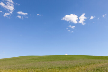 Fototapeta premium Beautiful sunny meadow landscape with blue sky and small clouds. 