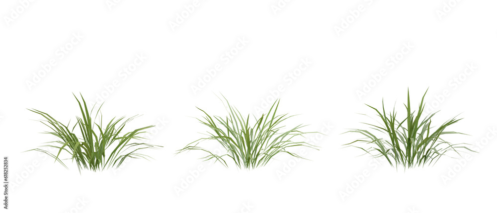 Poster bunches of grass on a transparent background. 3d rendering.