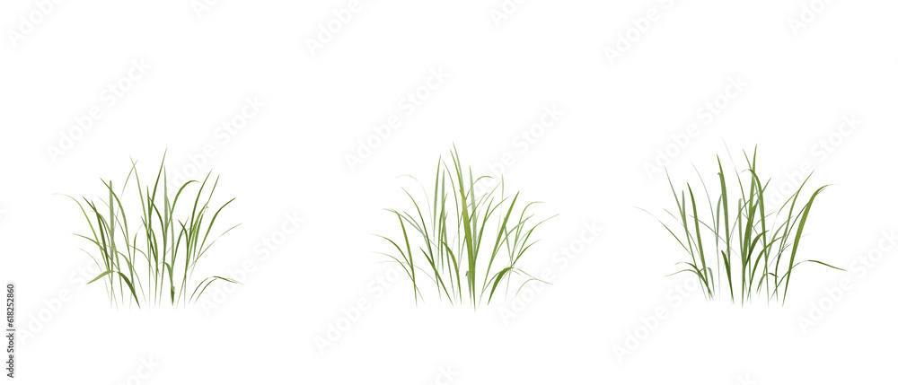 Poster bunches of grass on a transparent background. 3d rendering.
