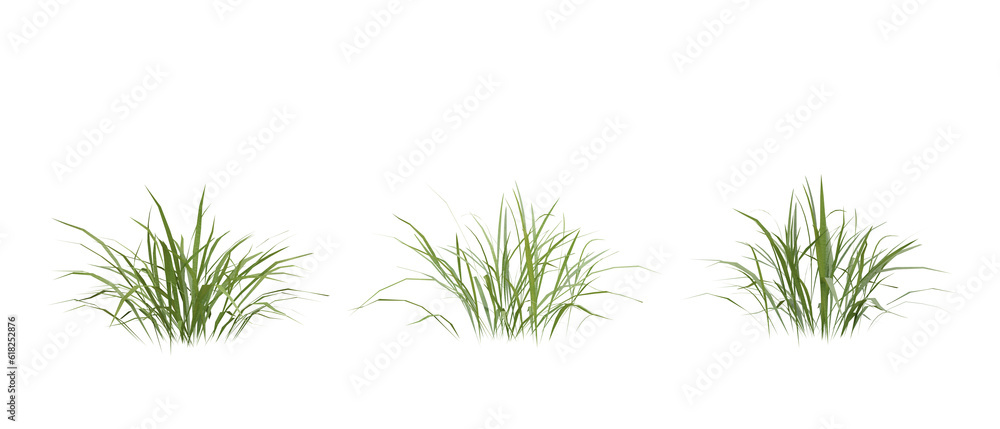 Poster bunches of grass on a transparent background. 3d rendering.
