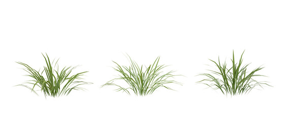 Bunches of grass on a transparent background. 3D rendering.	 - obrazy, fototapety, plakaty