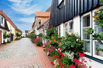 A row of picturesque former fishermen's houses, lovingly restored, with tall pink roses on a house wall in the fishing village of Holm in Schleswig, Germany