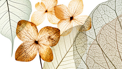 leaves skeletons with veins and cells macro photograph