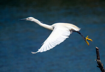 Little Egret taking flight