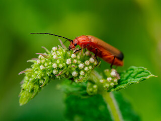 Rhagonycha fulva