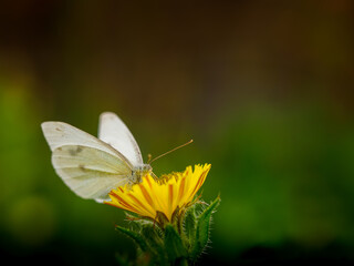 Peris rapae, mariposa