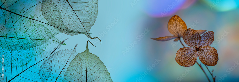 Wall mural bokeh background and hydrangea flower skeleton with veins and cells - macro photograph