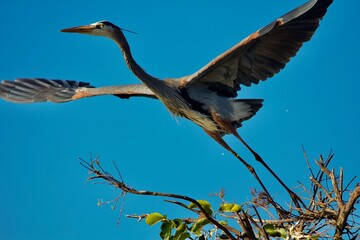 Great Blue Heron, FL.
