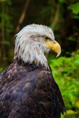 Obraz premium Immature Bald Eagle.