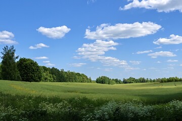 Rape field in Latvia. Beautiful landscape.