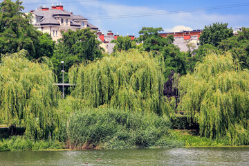 Obraz premium Reeds, willows and other trees grow by the lake