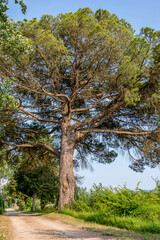 Fototapeta na wymiar A giant old pine tree on the edge of a dirt road in Fauglia, Pisa, Italy