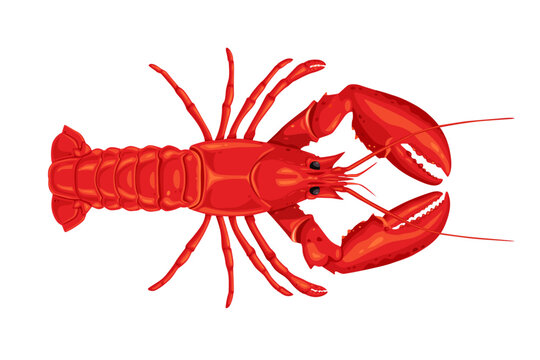 lobster on white background