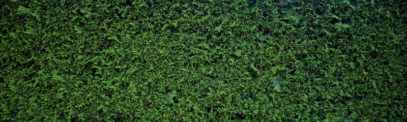 Panoramic view of a thuja hedge. Seamless texture of green natural background. Thuja texture. Green bush.