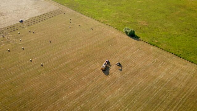Telehandler loading round hay bales of straw onto tractor trailer. Work in agronomic farm for making business and production organic eco bio animal feed