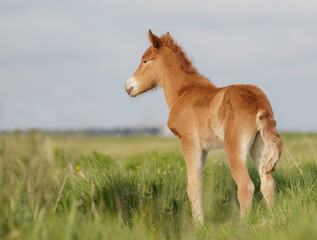 Naklejka na ściany i meble Newborn foal in the meadow