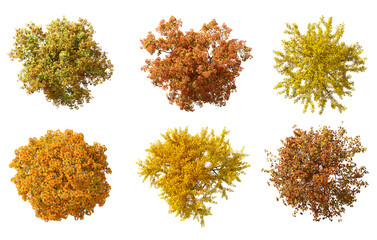 Topview autumn vibrant colours trees set on transparent backgrounds 3d render png