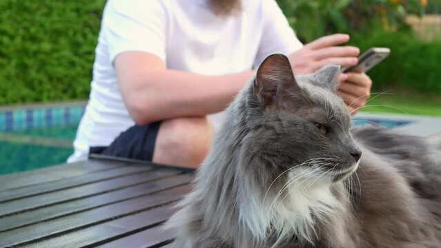 Cheerful gray-white cat against background of man using phone. Happy satisfied cat, portrait of pet, close up. Cat is resting with its owner. Concept of happy, contented cheerful pet, domestic cat