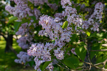 lilac flowers in spring in the garden