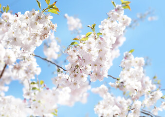blooming sakura, cherry, apple tree on a sunny spring day