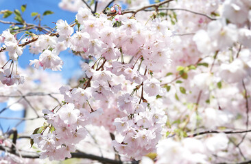 blooming sakura, cherry, apple tree on a sunny spring day