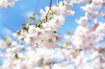 Obraz premium blooming sakura, cherry, apple tree on a sunny spring day