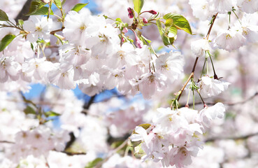 blooming sakura, cherry, apple tree on a sunny spring day