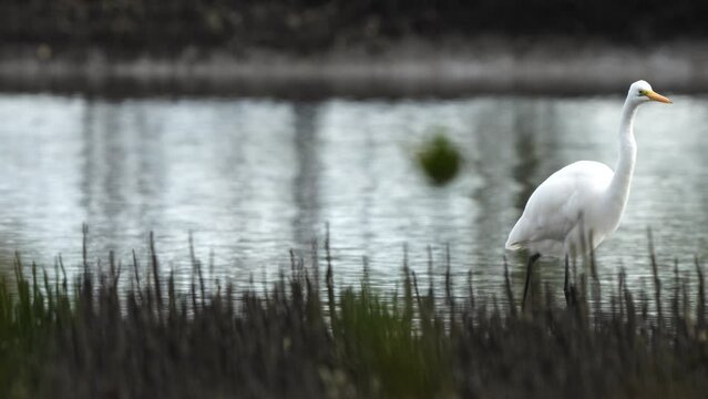 australian water birds fishing, including white-faced heron and great egret