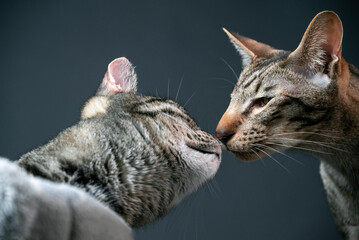 Close-up of a tabby gray cat sniffing an oriental tabby gray cat. Cats learn more about each other by sniffing.
