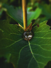 drops on leaves
