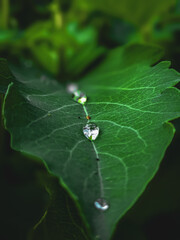 drops on leaves