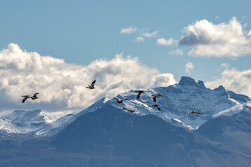 Cauquenes flying with the top of a mountain behind.