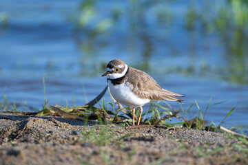 Little ringed plover - small bird