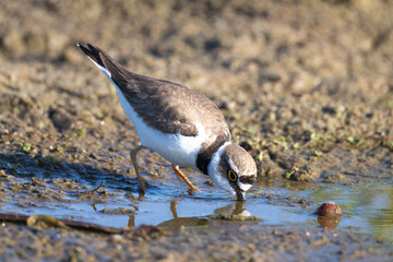 Little ringed plover - small bird